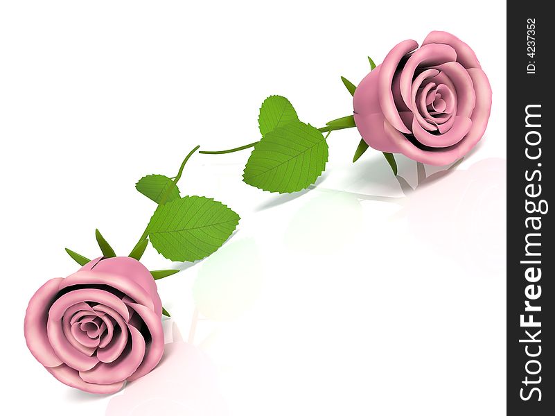 Roses for great celebrations and love