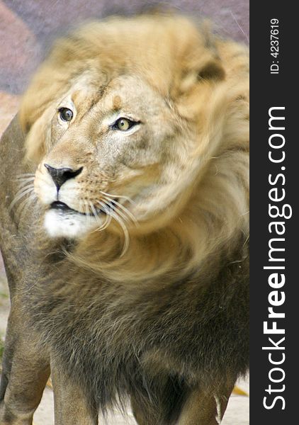 Close up photo of a lion just as he turns his head. Close up photo of a lion just as he turns his head.