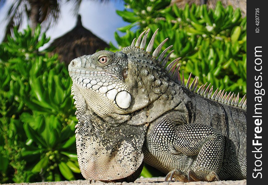Iguana Close-up in the Caribbean