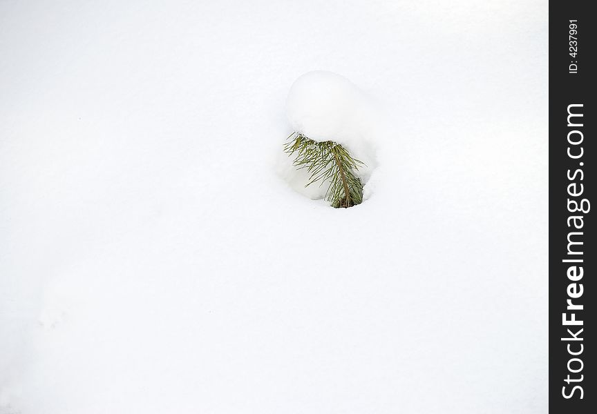 Small fir almost fully in snow.