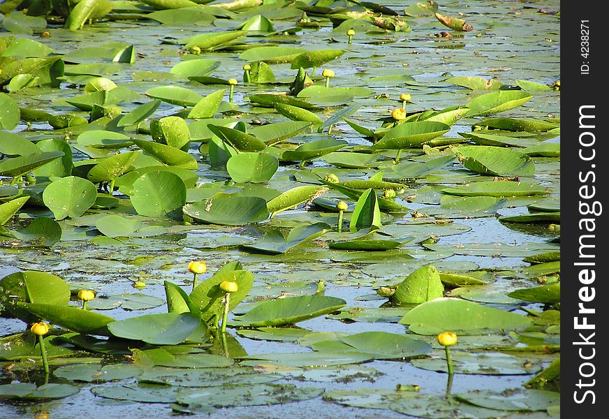 Blooming water lilies on a swamp