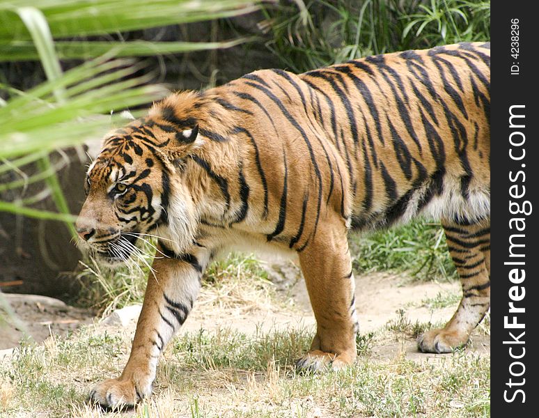 Photo of a tiger walking. Photo of a tiger walking.