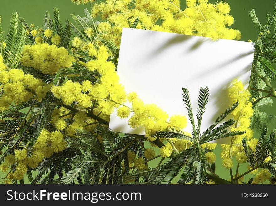 Mimosa flowers with blank card on green background