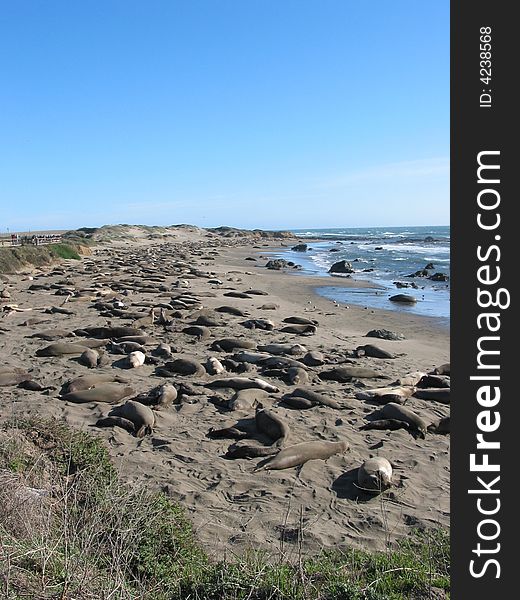 A long beach full of elephant seals. A long beach full of elephant seals