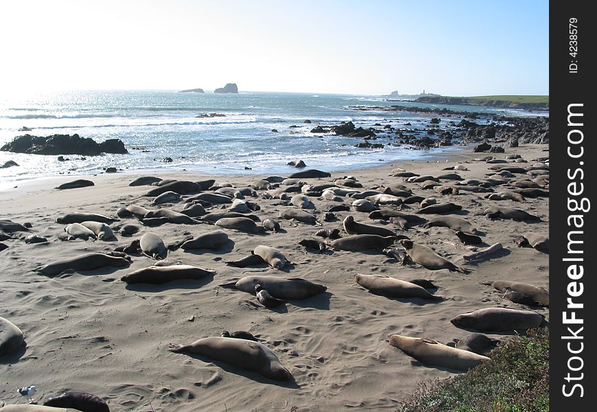 Elephant seals at piedras blancas with sky and beack