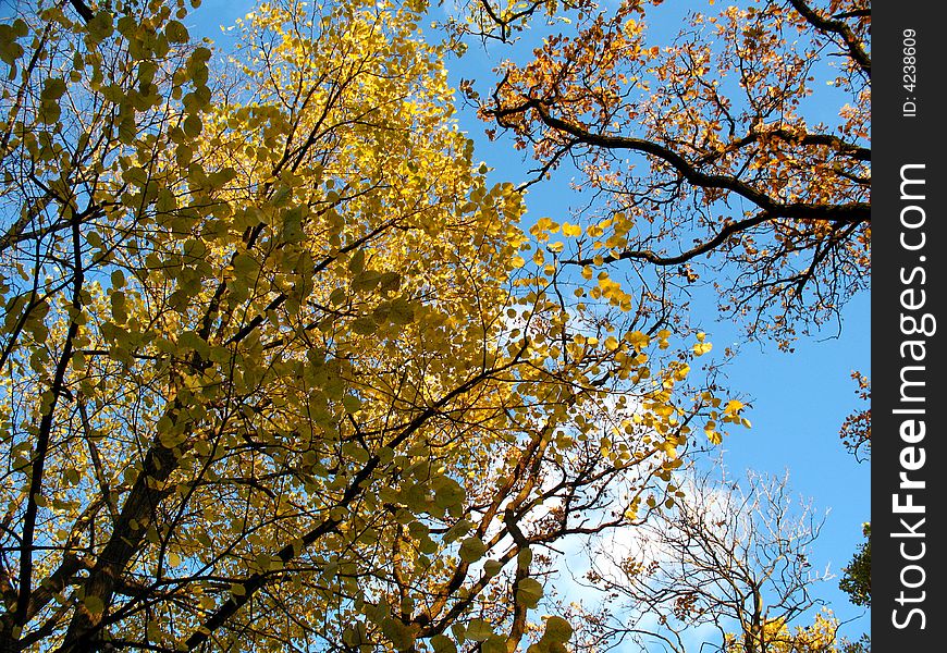 Autumn sky through the trees
