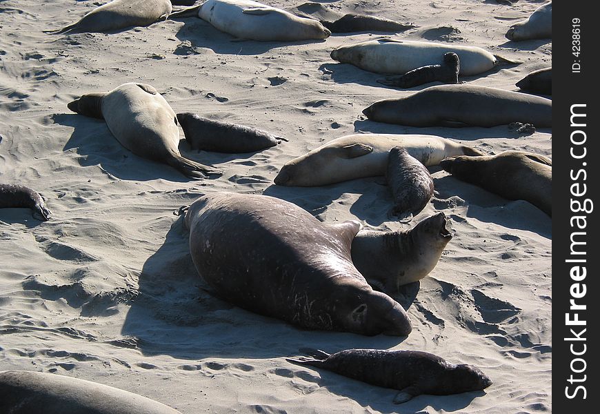 Close up of elephant seals on beach