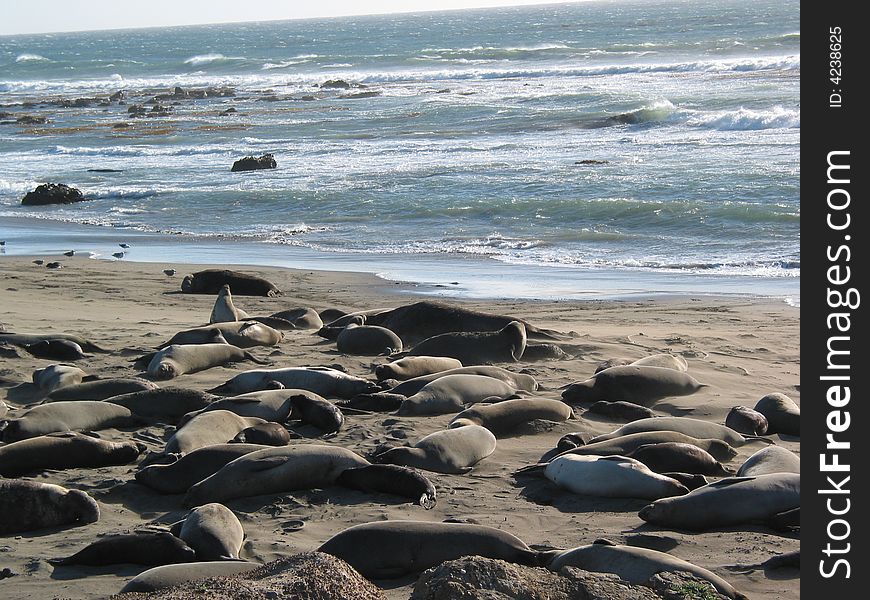 Elephant Seals with surf in background