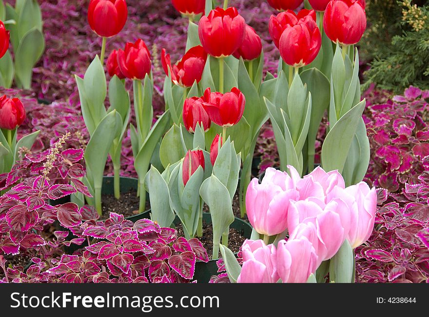 Bright red tulips