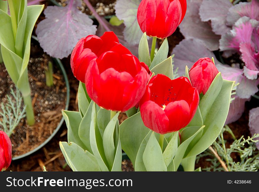Pink and red tulips on maroon coleus background. Pink and red tulips on maroon coleus background