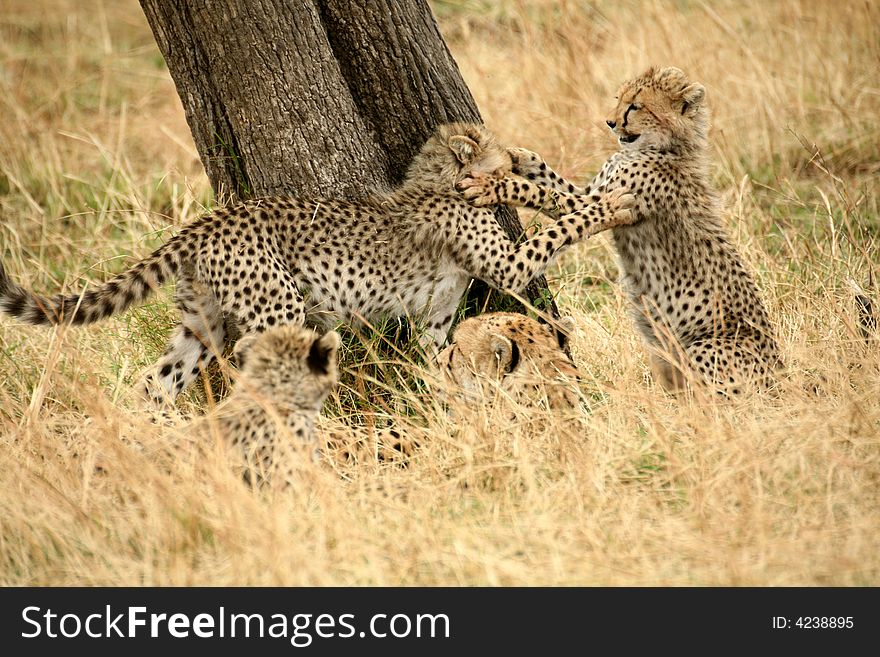 Cheetah cubs at play in the grass after a kill in the Masai Mara Reserve in Kenya