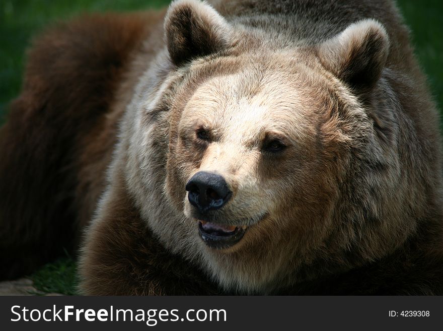 Brown Bear close up and sniffing