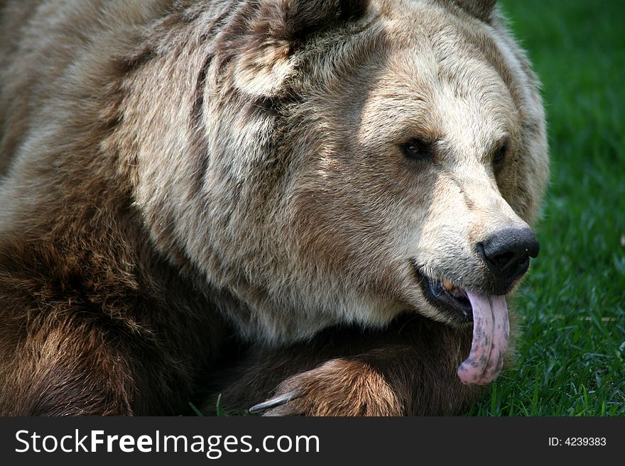 Brown Bear with tongue out