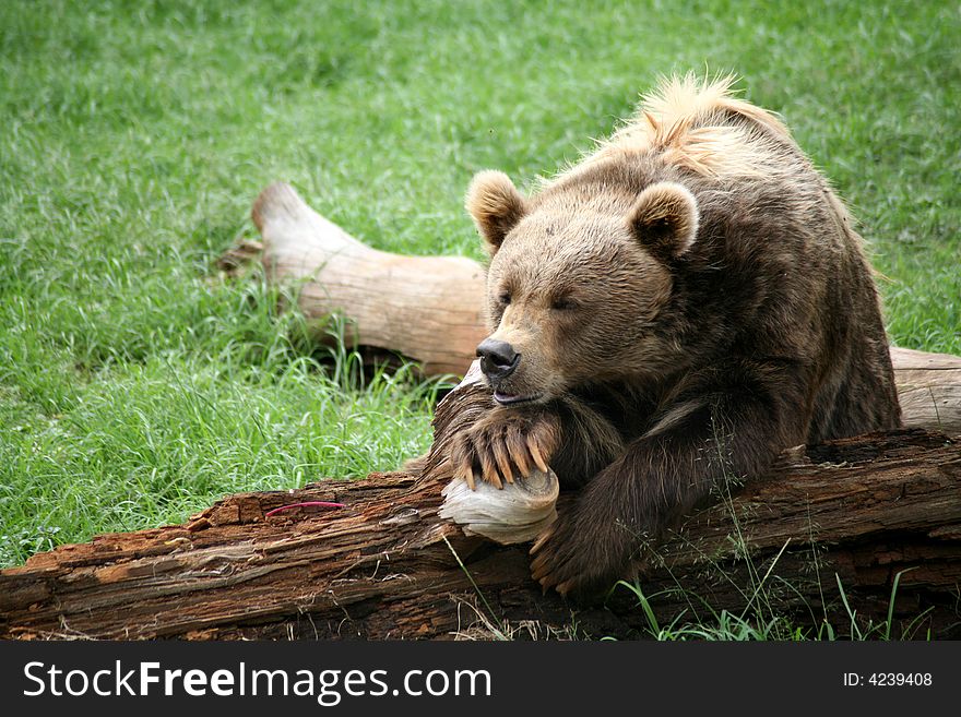 Brown Bear resting on a log