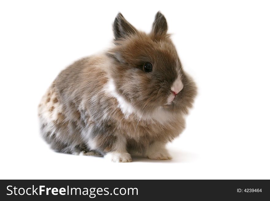 Little dwarf rabbit isolated on white background. Little dwarf rabbit isolated on white background