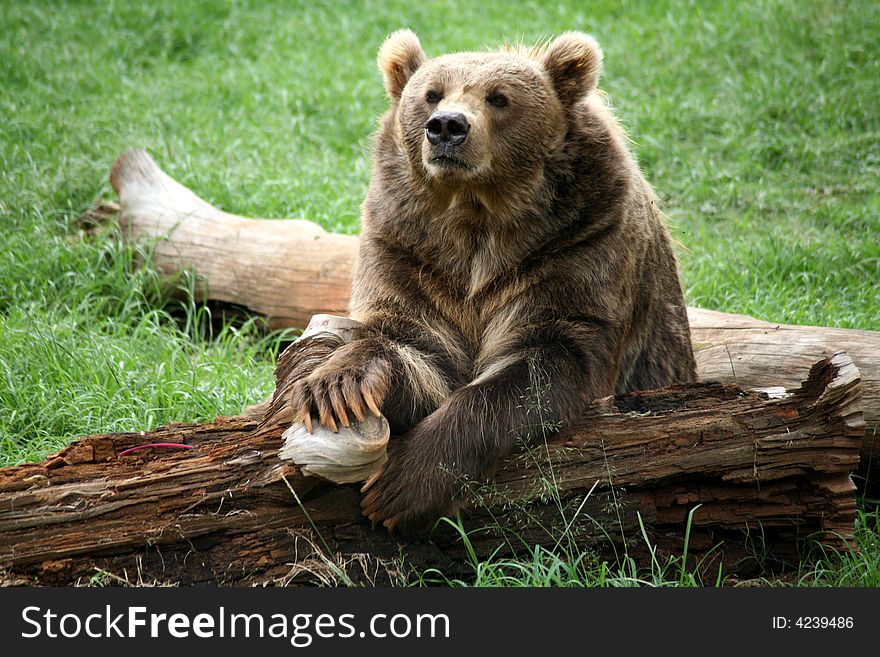 Brown Bear on a log