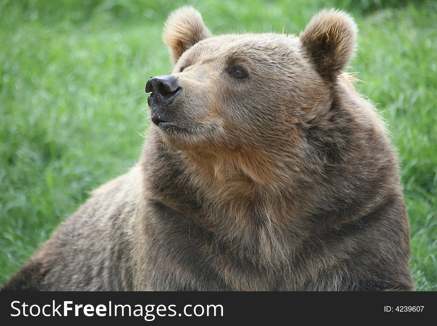 Brown Bear sniffing the air