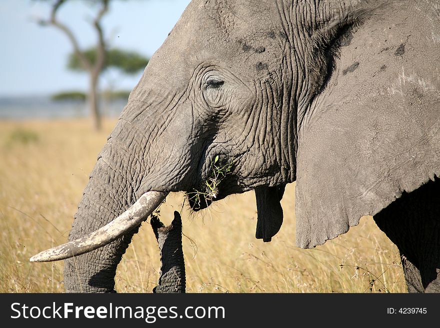 Elephant eating grass in the Masai Mara Reserve (Kenya)