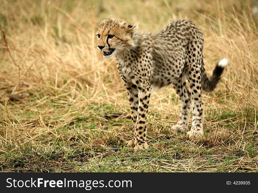 Cheetah cub standing in the grass after a kill in the Masai Mara Reserve in Kenya