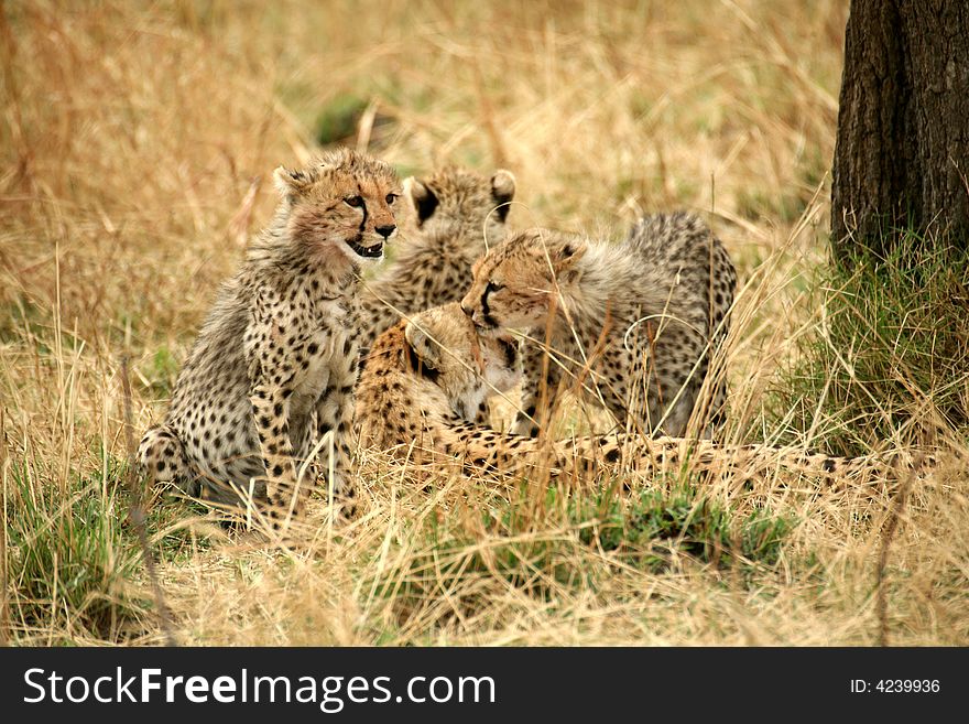 Cheetah cubs together with mother in the grass after a kill in the Masai Mara Reserve in Kenya