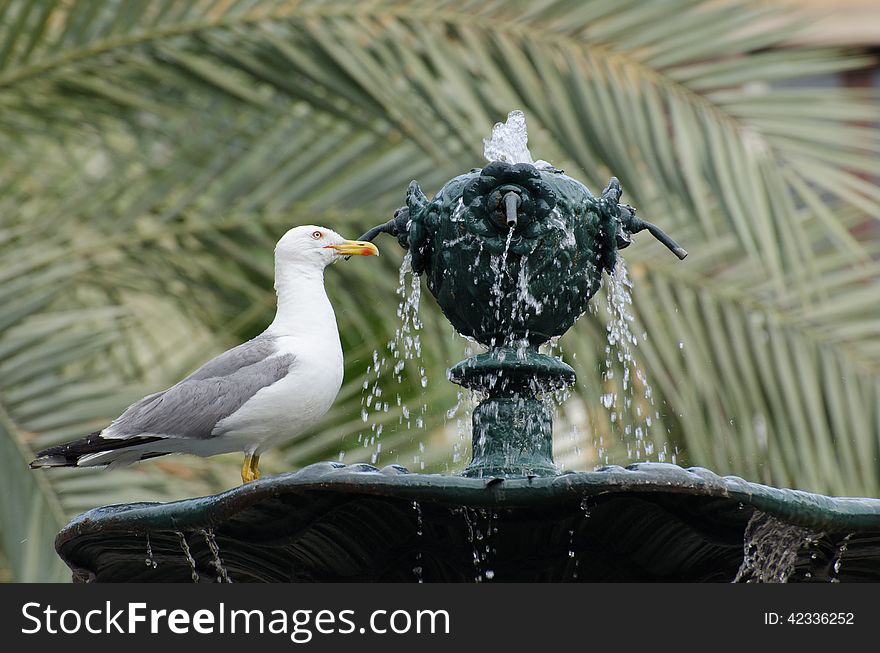 A seagull on a fountain