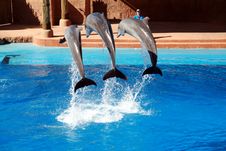 Dolphin Jumping Royalty Free Stock Photos Dolphin Jumping Royalty Free Stock Photos