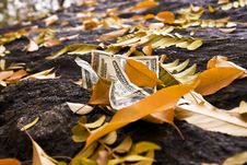 Fallen Leaves Royalty Free Stock Image Fallen Leaves Royalty Free Stock Image