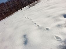 Tracks On The Snow Stock Image Tracks On The Snow Stock Image