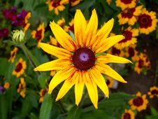 Yellow Rudbeckia And Coreopsis Royalty Free Stock Image Yellow Rudbeckia And Coreopsis Royalty Free Stock Image