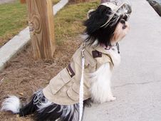Lacey The Shihtzu Fisherman Royalty Free Stock Photos Lacey The Shihtzu Fisherman Royalty Free Stock Photos