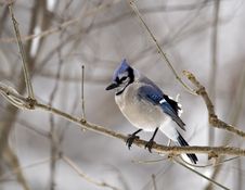 Blue Jay Stock Images Blue Jay Stock Images