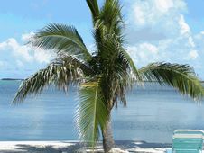 Palm Tree Overlooking The Gulf Stock Photo