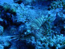Lionfish Stock Photography Lionfish Stock Photography
