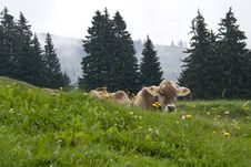 Swiss Cow On The Meadow Stock Images Swiss Cow On The Meadow Stock Images