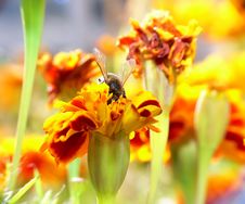 Bee Looking For Pollen Royalty Free Stock Photography