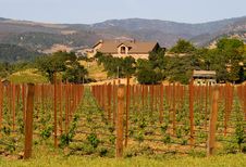 Napa Valley Vineyard At Sunset Royalty Free Stock Photo