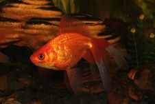 Gold Fish In Aquarium Stock Photo