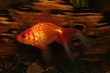 Gold Fish In Aquarium Royalty Free Stock Images