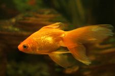 Gold Fish In Aquarium Royalty Free Stock Photography