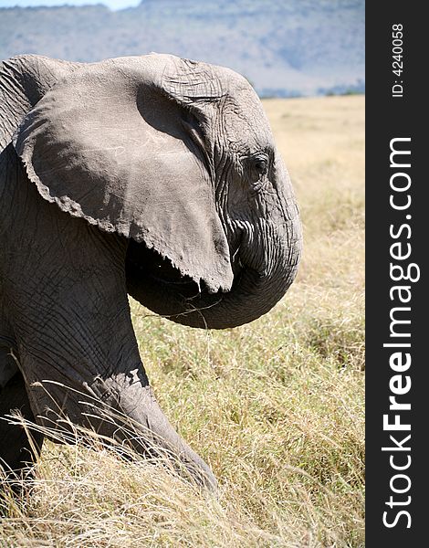 Elephant takes one step forward in the Masai Mara Reserve (Kenya)