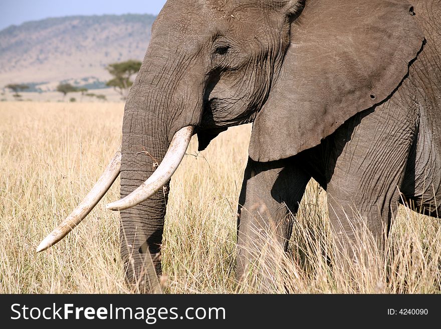 Elephant walks through the grass in the Masai Mara Reserve (Kenya)