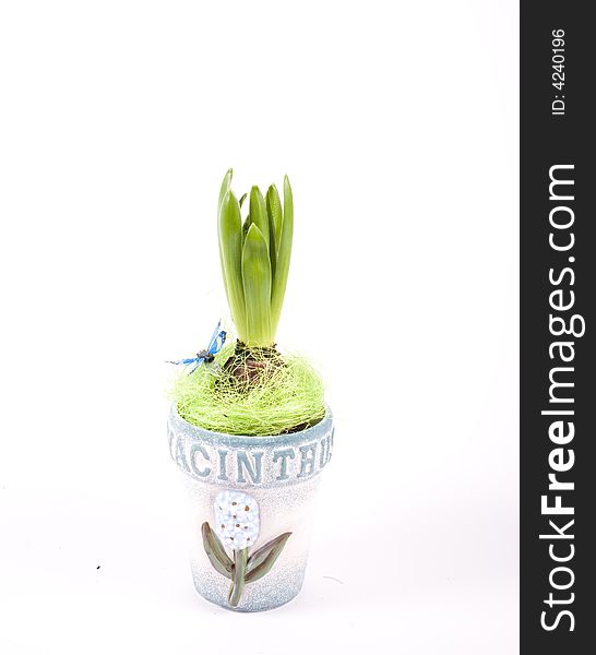 Young hyacinth in flowerpot on white background