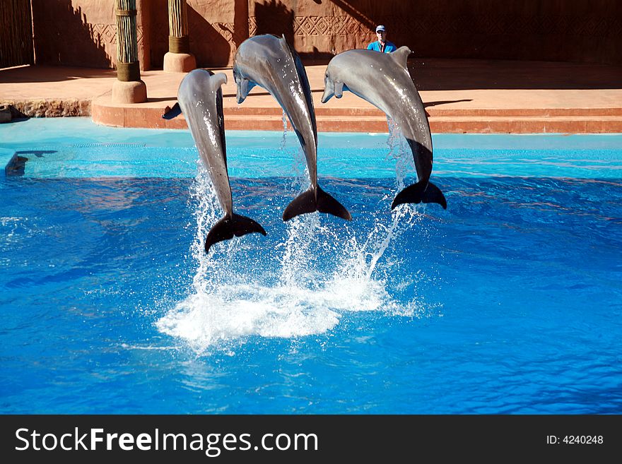 Three dolphin jumping in an aquarium