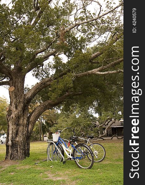 Two bikes in a park under a massive old oak tree. Two bikes in a park under a massive old oak tree