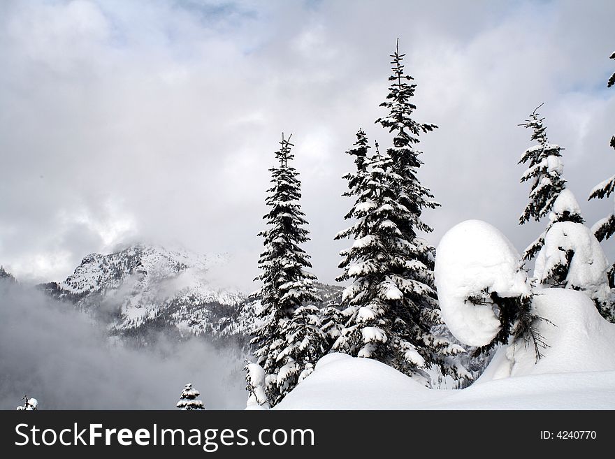 Snow covered evergreen trees high up in the Cascade Mountains. Snow covered evergreen trees high up in the Cascade Mountains.