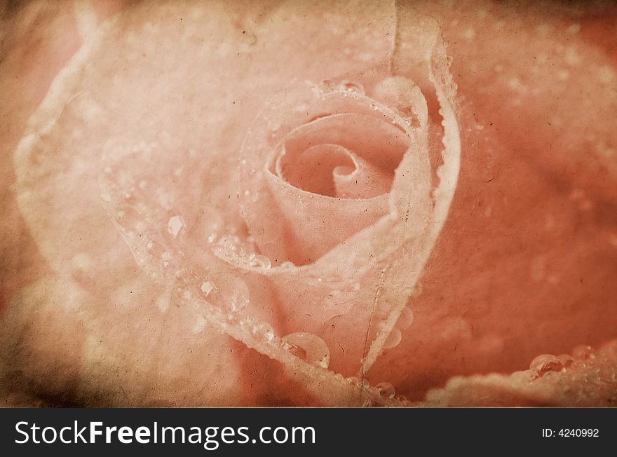 Vintage rose