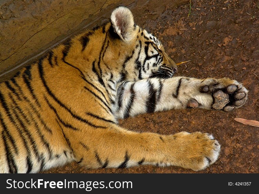 Tiger cub lying down