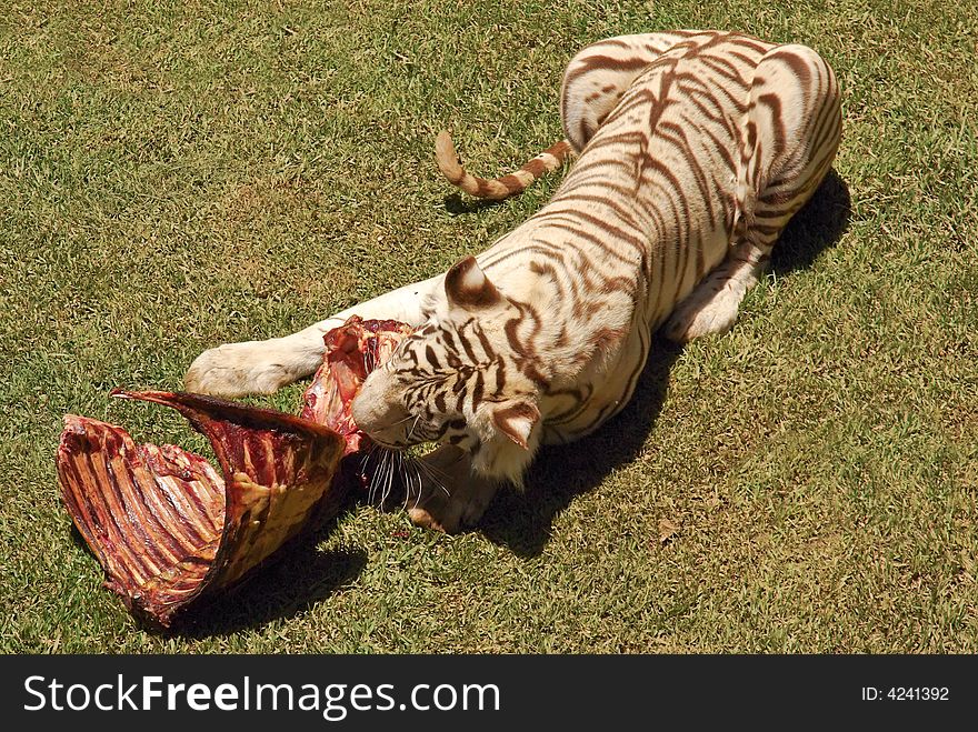 White bengal tiger eating meat on grass in africa