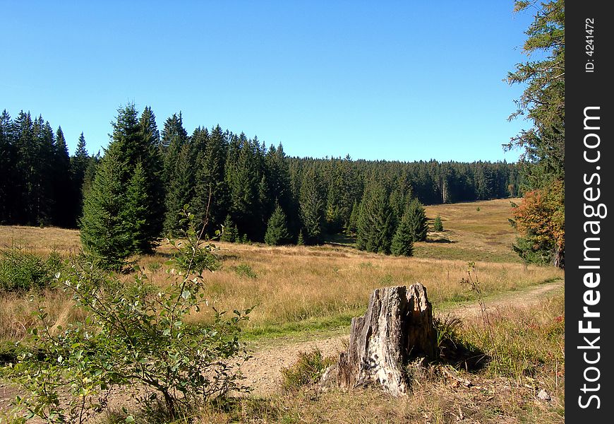 Forest with stump and a mountain road. Forest with stump and a mountain road