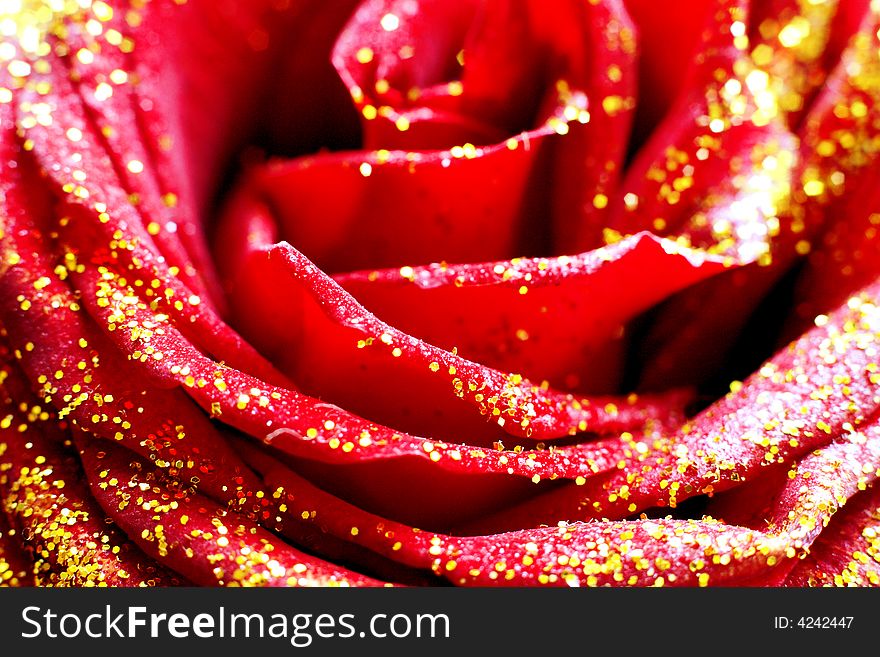 Closeup of a red rose